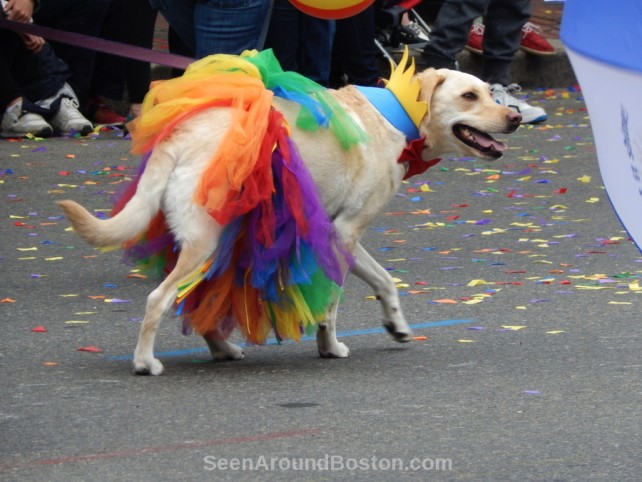 rainbow skirt, dogs of boston pride parade 2016