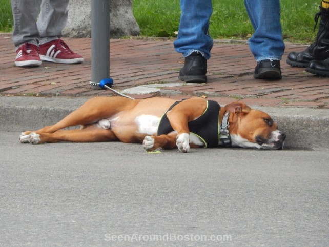 dog tired at 2016 boston pride parade