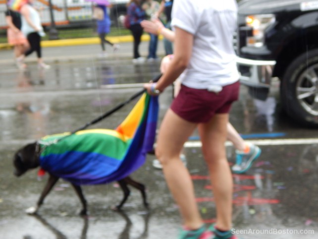 rainbow flag dog at pride parade