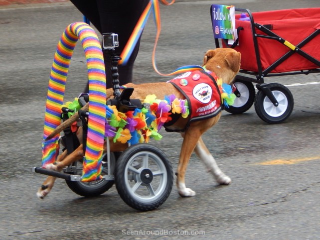 sweet paws rescue dog, 2016 boston pride parade