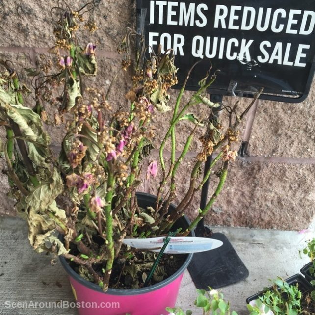 dead flowers for sale, stop and shop, somerville ma