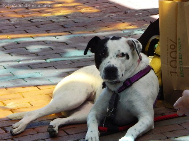 lady dog in graffiti alley cambridge